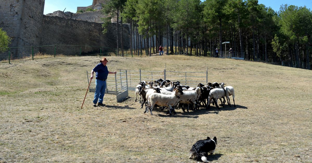 El concurs de gossos de rabera torna al prat de l’Albereda a la 764a Fira de Morella | EbreActiu.cat, revista digital d’oci actiu | Terres de l’Ebre ...