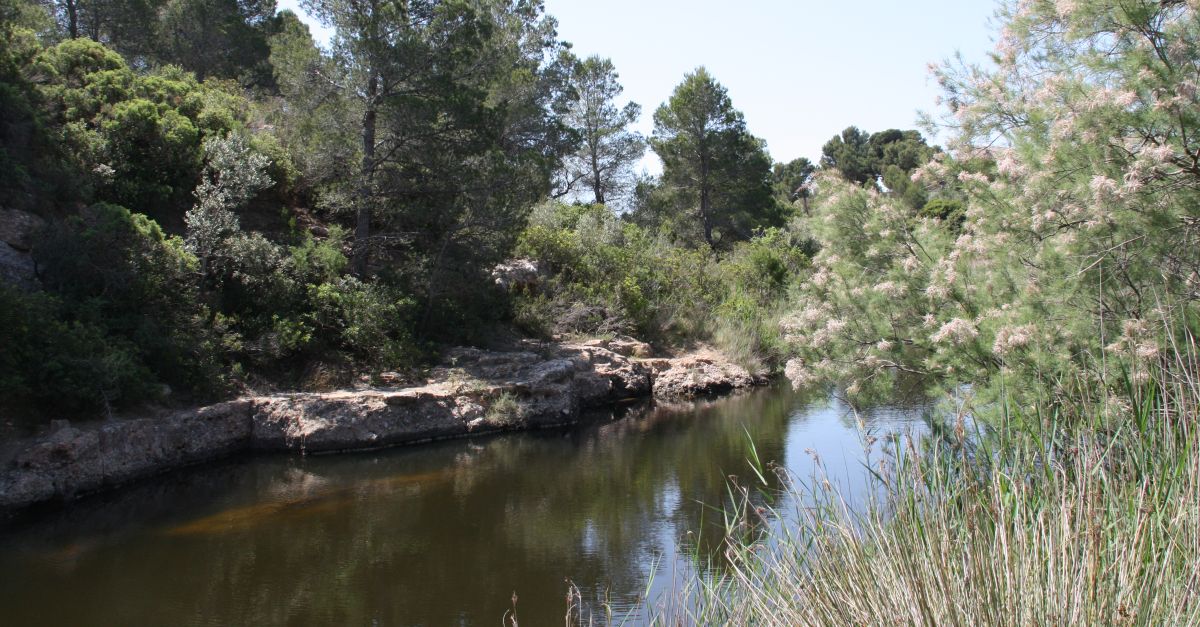 La desembocadura del Torrent del Pi de l’Ametlla de Mar comptar amb una nova llacuna per la conservaci del samaruc | EbreActiu.cat, revista digital d’oci actiu | Terres de l’Ebre ...