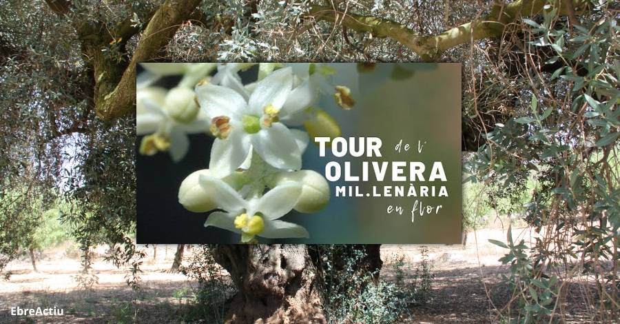 Tour de la Flor del Olivo Milenario