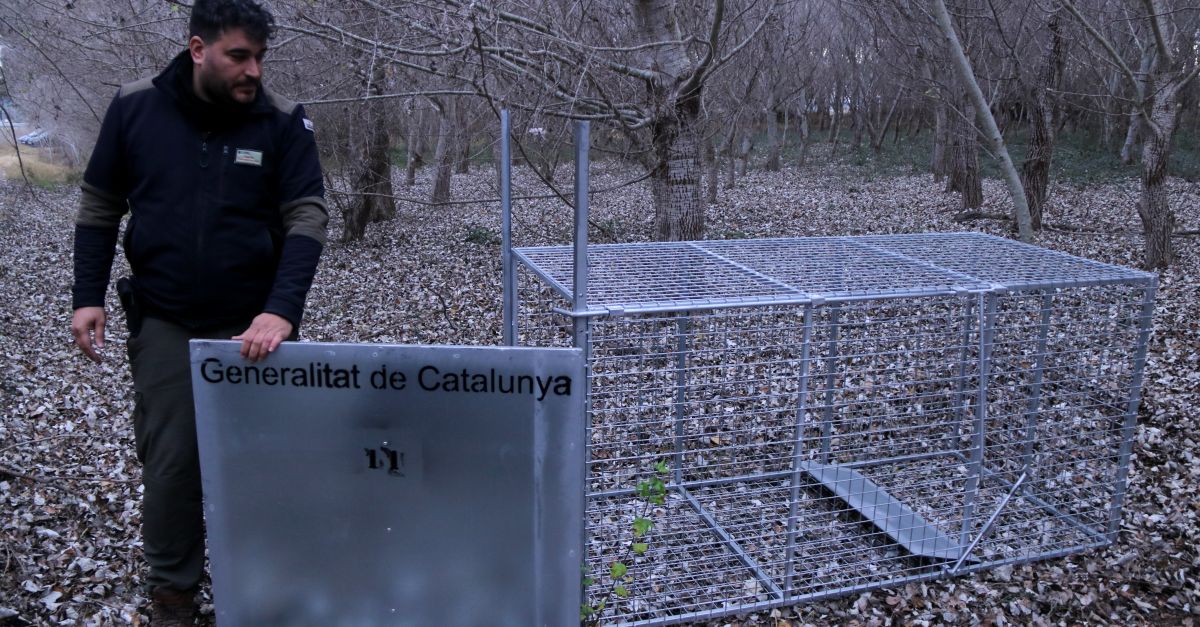 Installen trampes per capturar senglars i evitar els danys que provoquen al delta de l’Ebre | EbreActiu.cat, revista digital d’oci actiu | Terres de l’Ebre ...