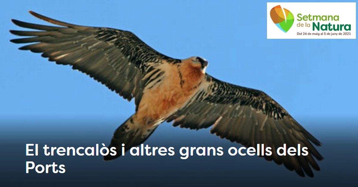 Setmana de la Natura: El quebrantahuesos y otras grandes aves de los Ports