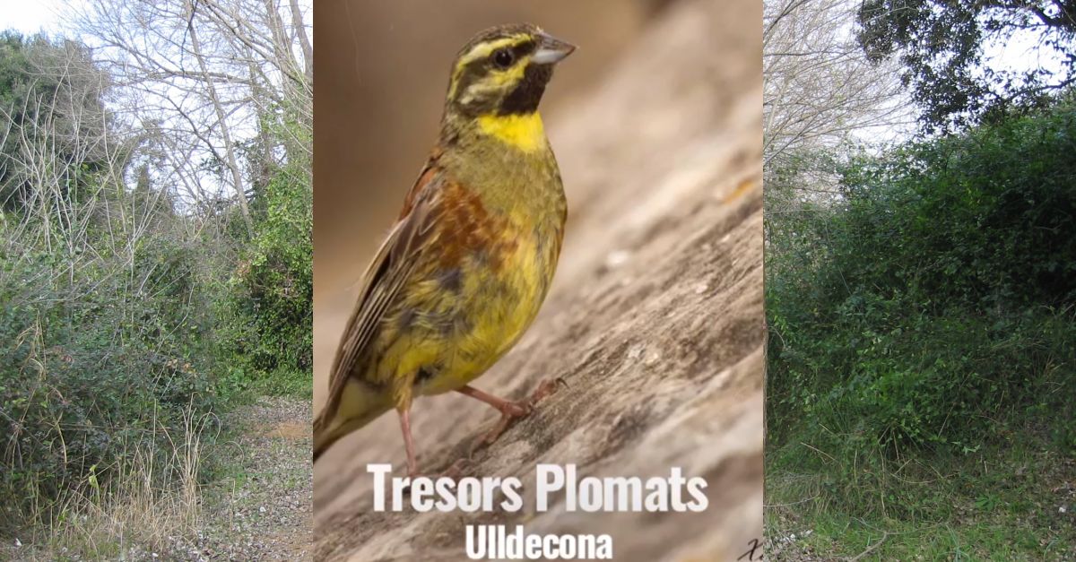 Visita als Tresors plomats dUlldecona