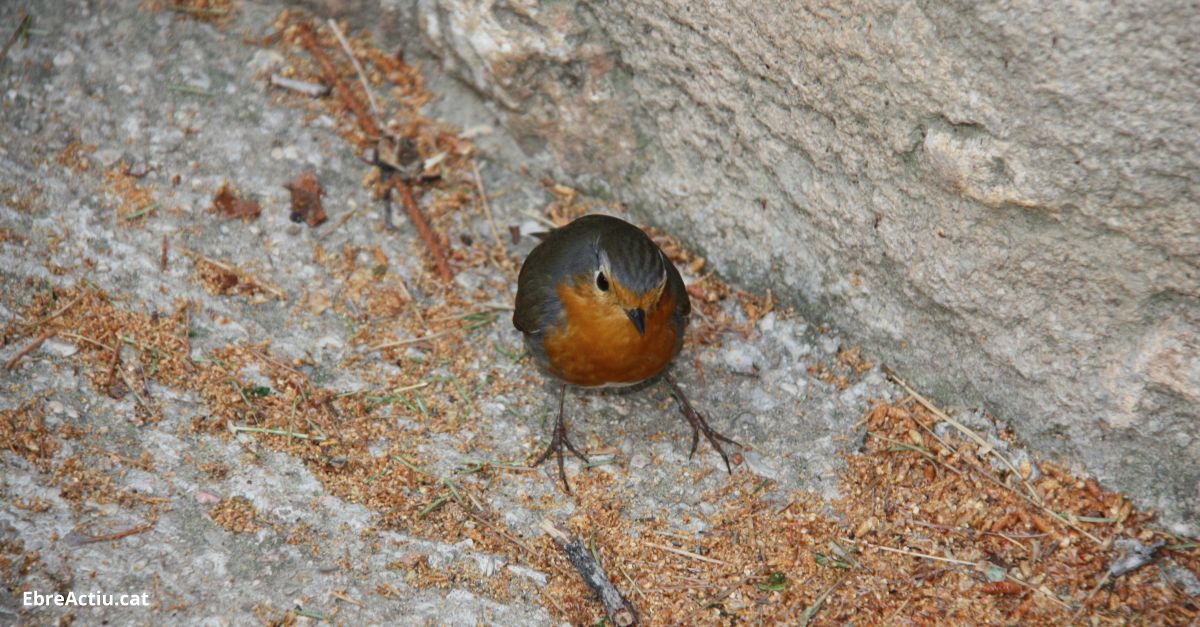 Tesoros con pluma de Ulldecona