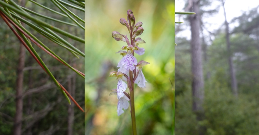 Reencontrada la orqudea Orchis cazorlensis en Catalunya | EbreActiu.cat, revista digital de ocio activo | Terres de l’Ebre...