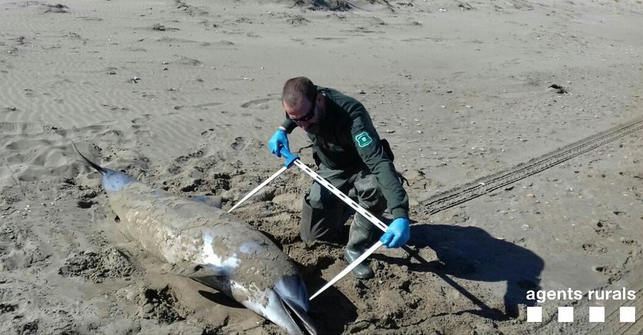 Troben un dof mort a una de les platges de Deltebre | EbreActiu.cat, revista digital d’oci actiu | Terres de l’Ebre ...