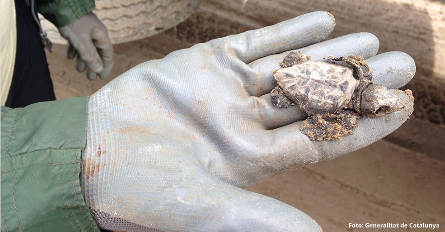 Constatada la reproduccin de la tortuga boba en el delta del Ebro durante el 2017 | EbreActiu.cat, revista digital de ocio activo | Terres de l’Ebre...