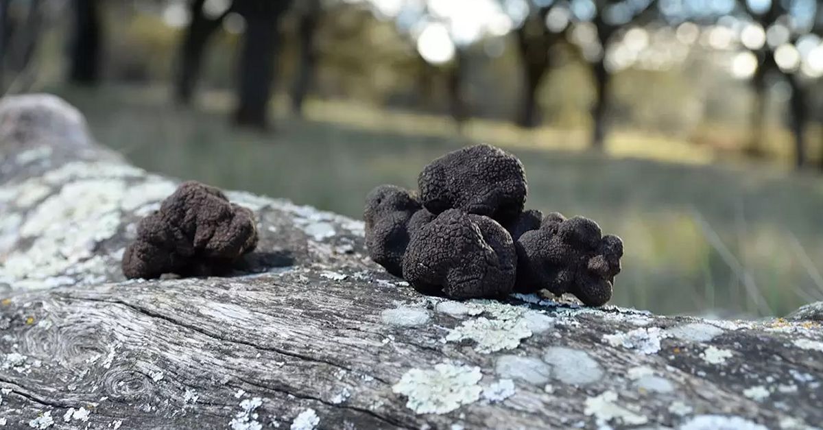 La trufa, el tesoro gastronmico de l’Alt Maestrat | EbreActiu.cat, revista digital de ocio activo | Terres de l’Ebre...