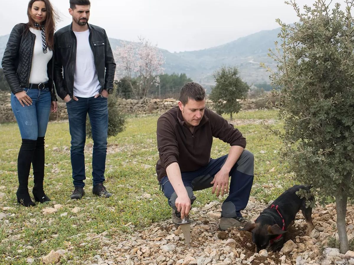 La trufa, el tresor gastronmic de l’Alt Maestrat | EbreActiu.cat, revista digital d’oci actiu | Terres de l’Ebre ...