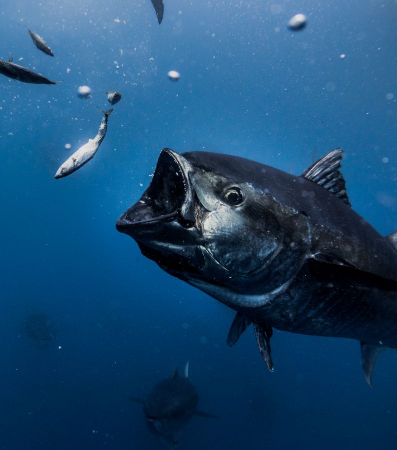 Tuna Tour | EbreActiu.cat, revista digital d’oci actiu | Terres de l’Ebre ...