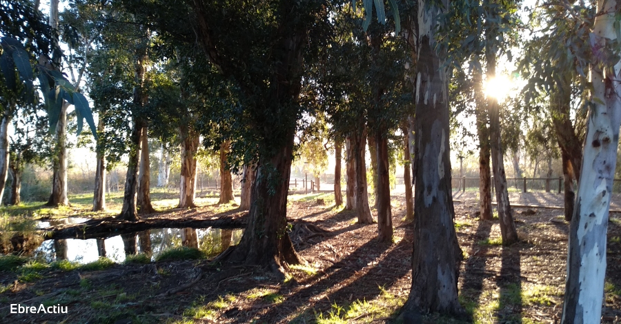 El Parc Natural del Delta de l’Ebre completa l’itinerari adaptat als Ullals de Baltasar | EbreActiu.cat, revista digital d’oci actiu | Terres de l’Ebre ...