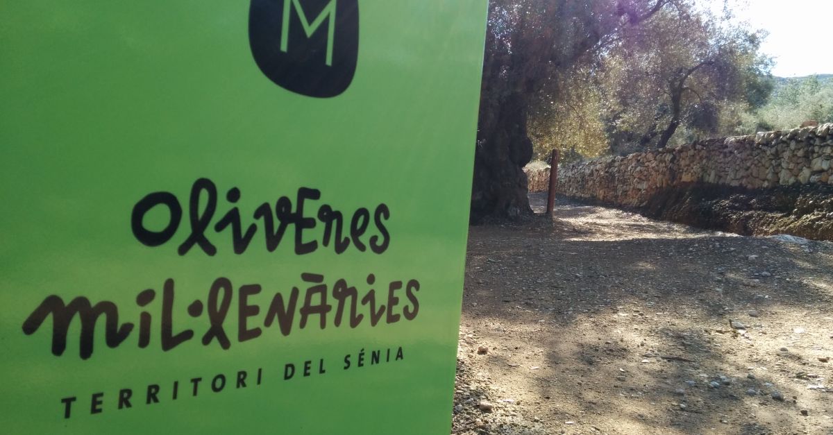 Ulldecona ser el divendres 25 de novembre la seu del 10 Congrs d’Oliveres Millenries del Territori Snia | EbreActiu.cat, revista digital d’oci actiu | Terres de l’Ebre ...