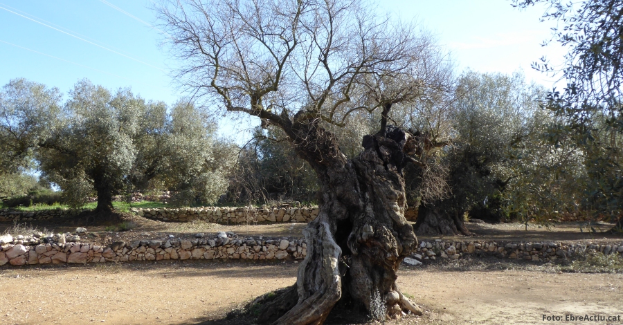 Entorn | Ulldecona requereix a una empresa de Sant Celoni que paralitze l’extracci d’oliveres inventariades | EbreActiu.cat, revista digital d’oci actiu | Terres de l’Ebre ...