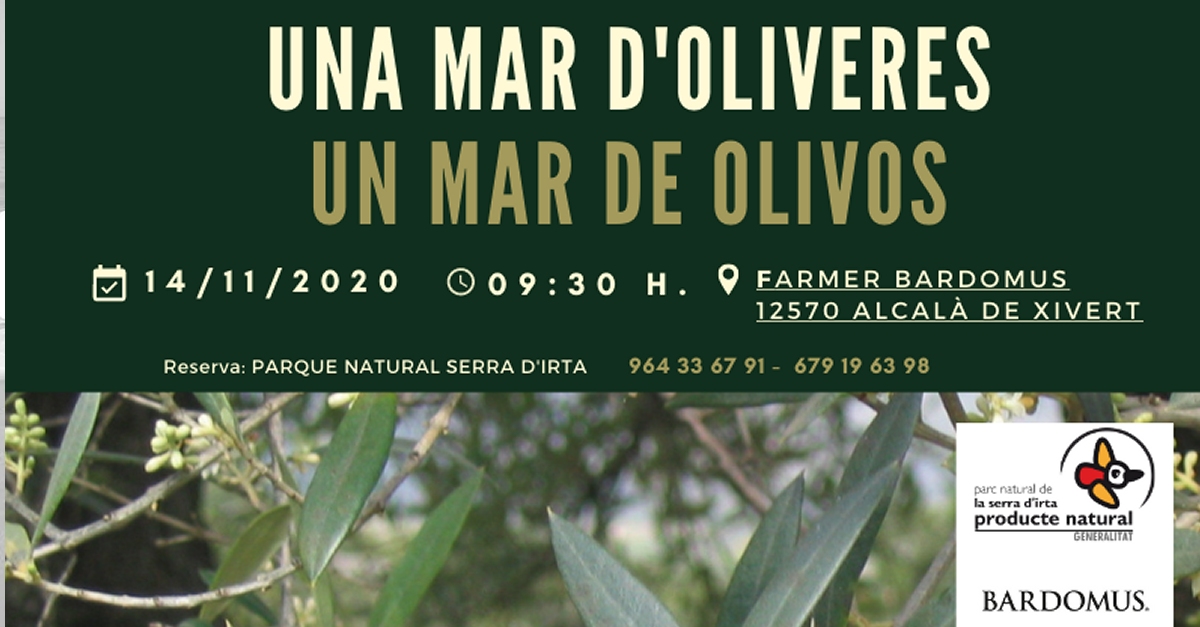 Una mar d’oliveres