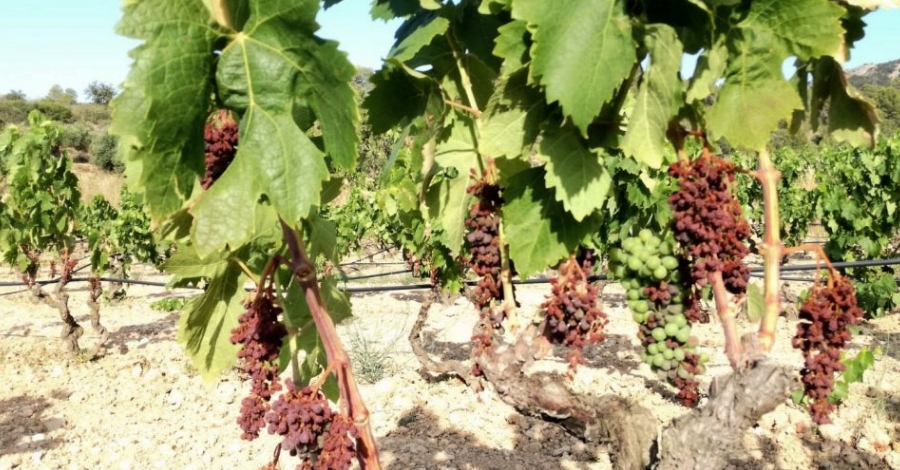 Uni de Pagesos demana ajuts pels viticultors afectats pels cops de calor al ram | EbreActiu.cat, revista digital d’oci actiu | Terres de l’Ebre ...