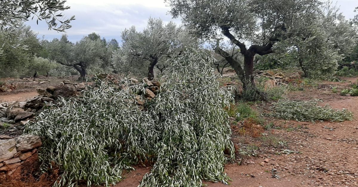 Uni de Pagesos alerta de danys importants de la tempesta d’ahir en olivera i d’afectaci als camps d’arrs al Baix Ebre i al Montsi | EbreActiu.cat, revista digital d’oci actiu | Terres de l’Ebre ...