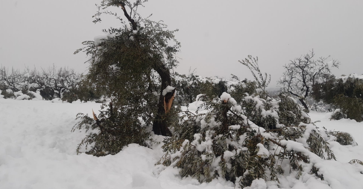 Els pagesos tallen la C-12 a Flix per reclamar ajudes directes pels danys del temporal Filomena als camps d’oliveres | EbreActiu.cat, revista digital d’oci actiu | Terres de l’Ebre ...