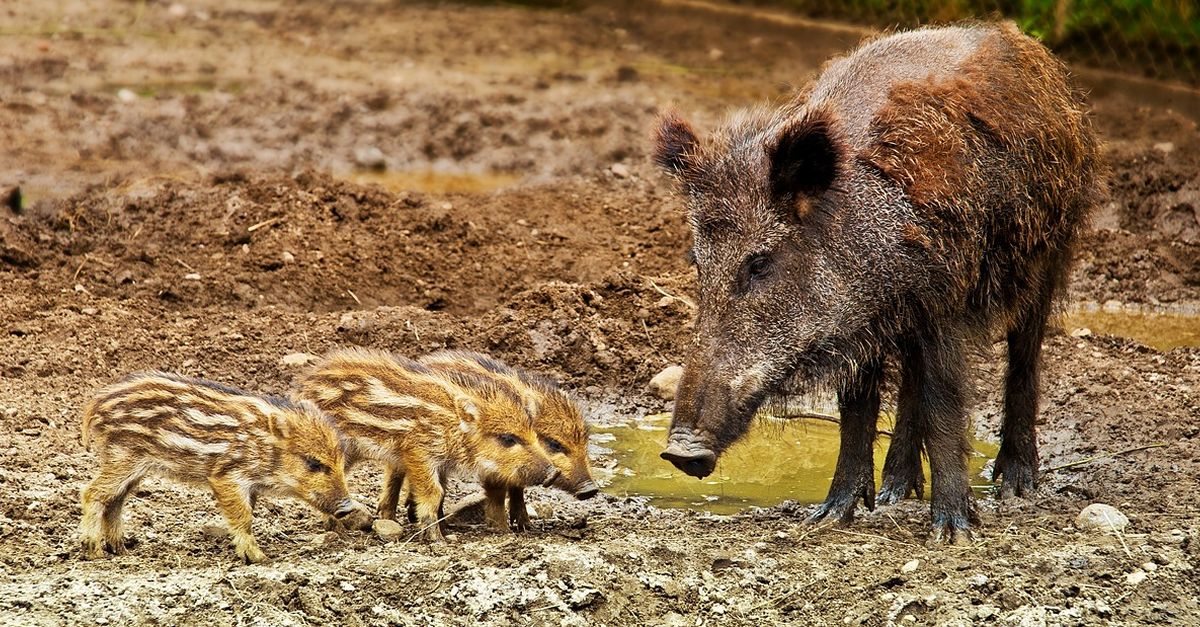 Uni de Pagesos demana declarar l’emergncia cinegtica per aturar l’augment de danys de la fauna als conreus ebrencs | EbreActiu.cat, revista digital d’oci actiu | Terres de l’Ebre ...