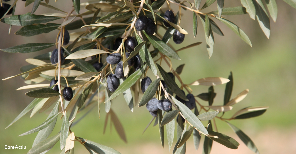 Uni de Pagesos preveu una reducci de la collita de l’oliva del 40% a causa de les pluges durant la floraci | EbreActiu.cat, revista digital d’oci actiu | Terres de l’Ebre ...