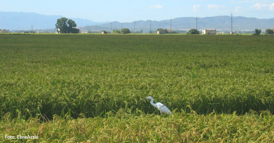 Un projecte de la URV analitza el paisatge del delta de l’Ebre travs d’informaci geogrfica voluntria | EbreActiu.cat, revista digital d’oci actiu | Terres de l’Ebre ...