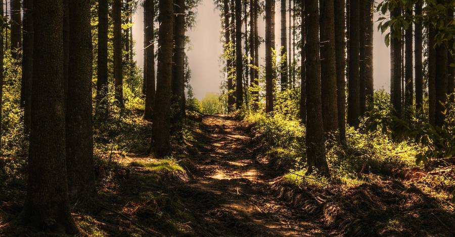 El valor de los bosques maduros