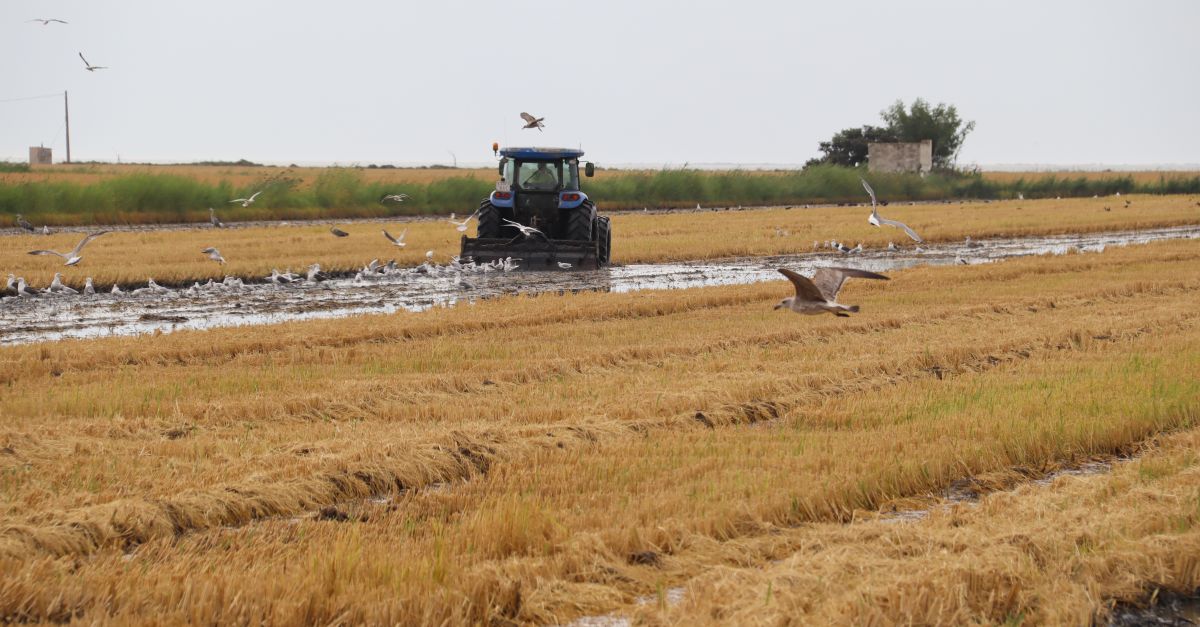 Las restricciones de riego han causado entre un 15% y un 20% la produccin de arroz en el hemidelta derecho | EbreActiu.cat, revista digital de ocio activo | Terres de l’Ebre...