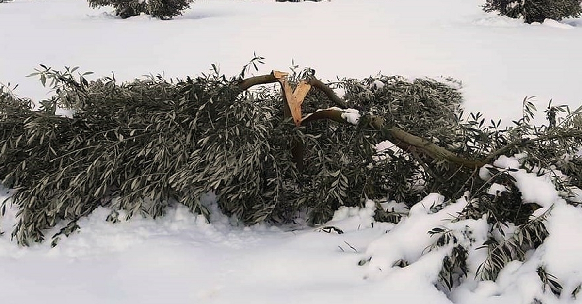 Les nevades i el temporal Filomena han afectat un total de 35.000 hectrees de conreus d’olivera | EbreActiu.cat, revista digital d’oci actiu | Terres de l’Ebre ...