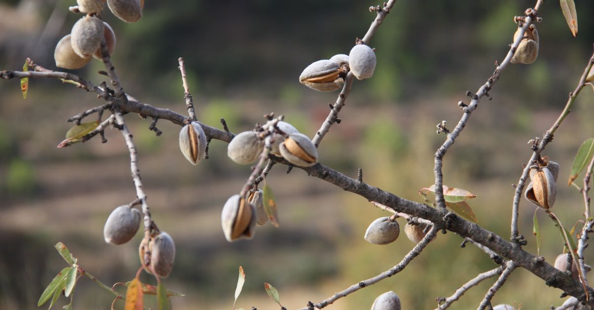 La FCAC estima que els sectors de la fruita i l’ametlla deixaran de facturar 423 MEUR per les gelades de l’abril | EbreActiu.cat, revista digital d’oci actiu | Terres de l’Ebre ...