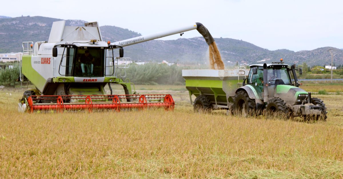 L’excs de calor i d’humitat de l’estiu rebaixa el rendiment de l’arrs i la producci pot caure un 10% | EbreActiu.cat, revista digital d’oci actiu | Terres de l’Ebre ...