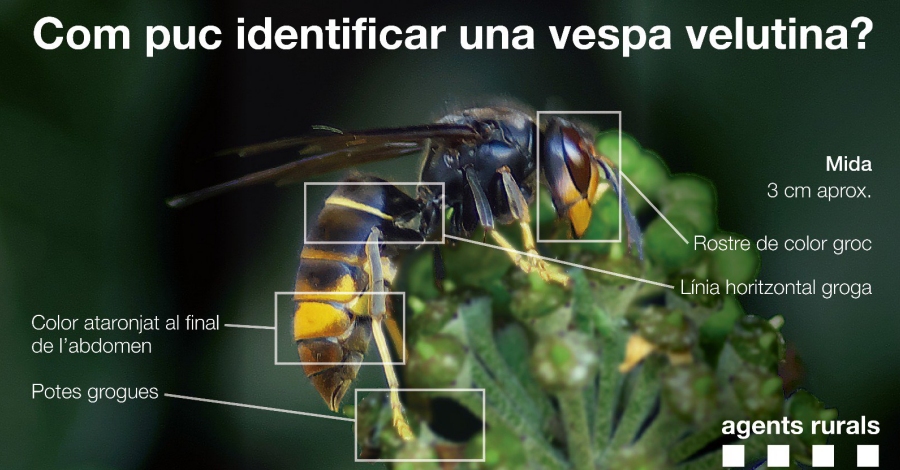 Com puc identificar una vespa velutina? | EbreActiu.cat, revista digital d’oci actiu | Terres de l’Ebre ...