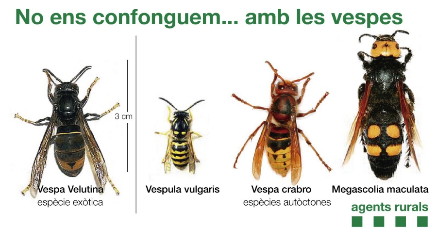 Com puc identificar una vespa velutina? | EbreActiu.cat, revista digital d’oci actiu | Terres de l’Ebre ...