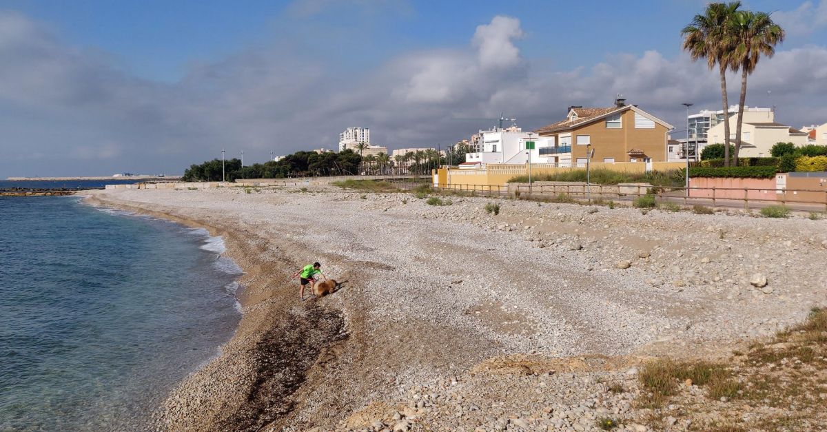 Vinars estrena una nova platja per a gossos a la Boca del Riu | EbreActiu.cat, revista digital d’oci actiu | Terres de l’Ebre ...