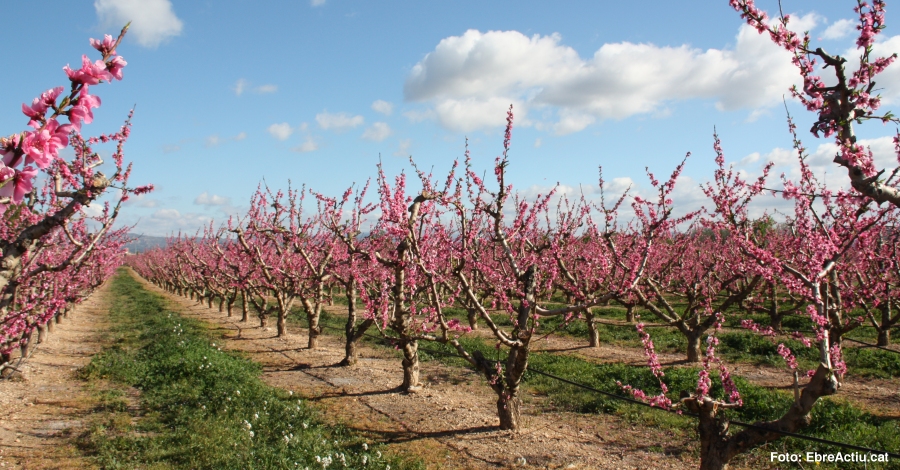 Vinebre enceta la temporada de floraci amb una ruta a peu i un tast de vins rosats | EbreActiu.cat, revista digital d’oci actiu | Terres de l’Ebre ...