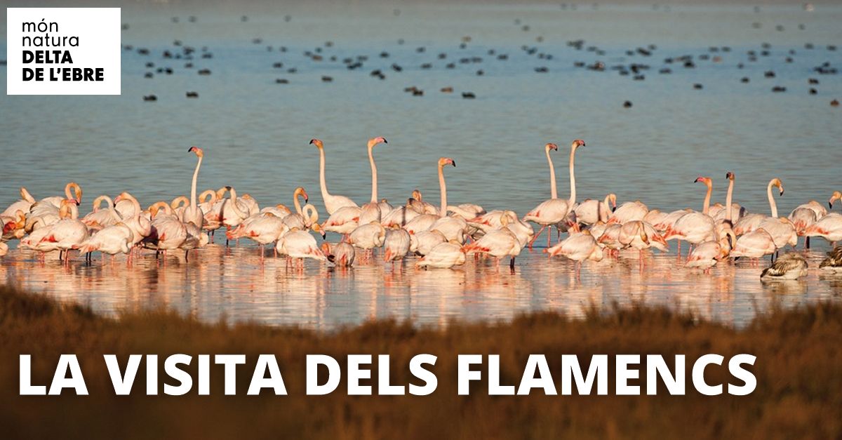 MonNatura Delta: La visita de los flamencos