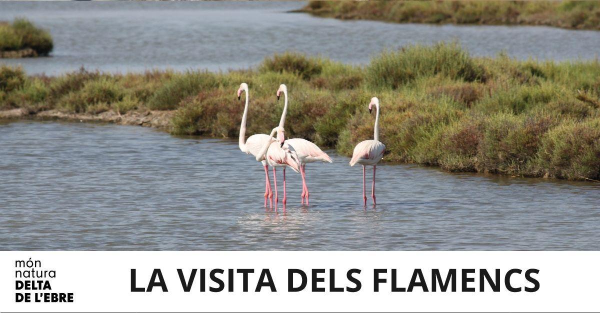 MonNatura Delta: La visita de los flamencos