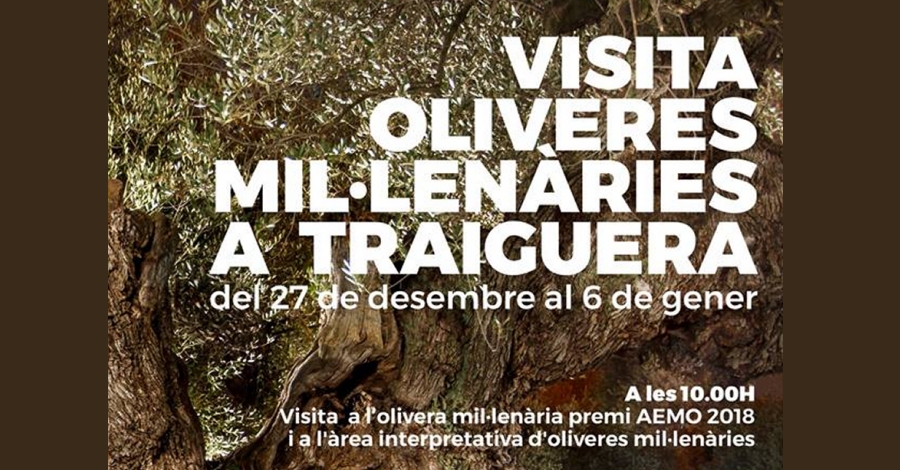 Visita olivos milenarios en Traiguera