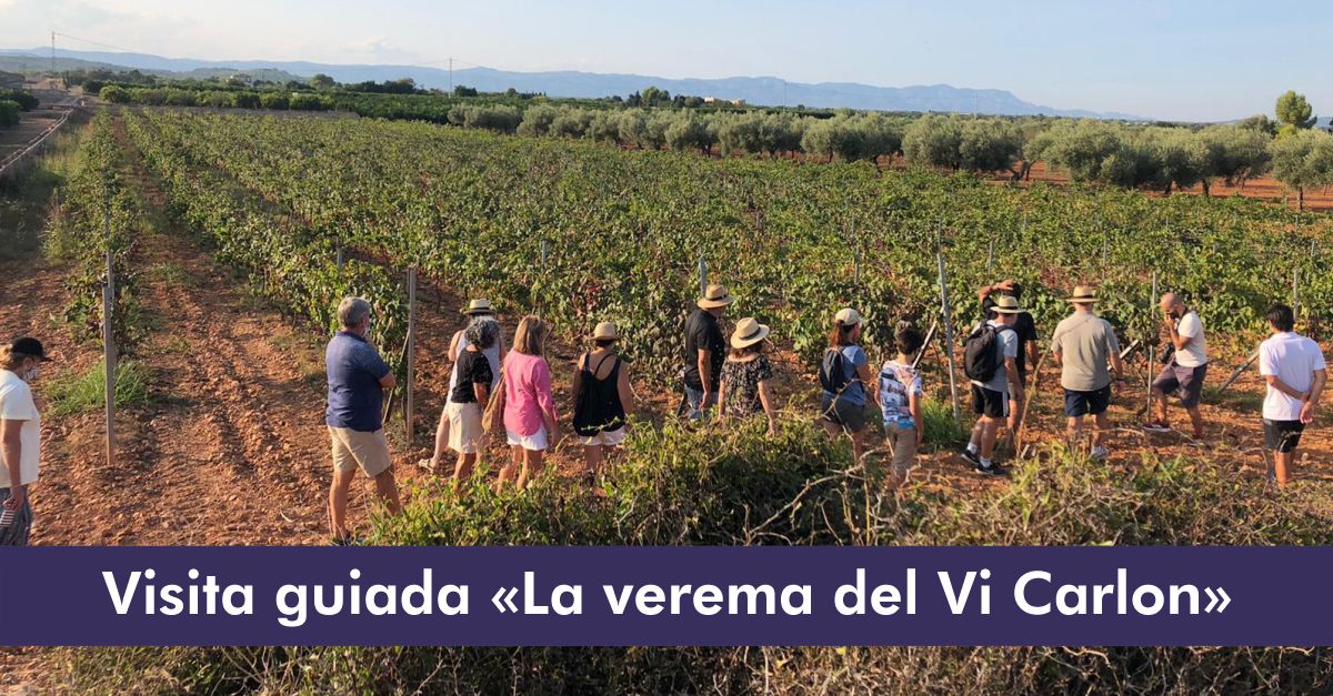 Visita guiada La vendmia del Vino Carlon