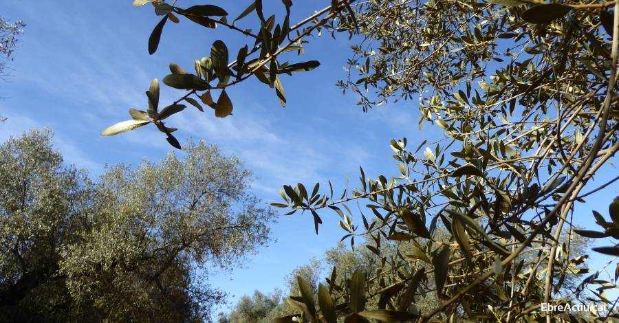 Les oliveres millenries d’una finca privada de Santa Brbara seran visitables | EbreActiu.cat, revista digital d’oci actiu | Terres de l’Ebre ...