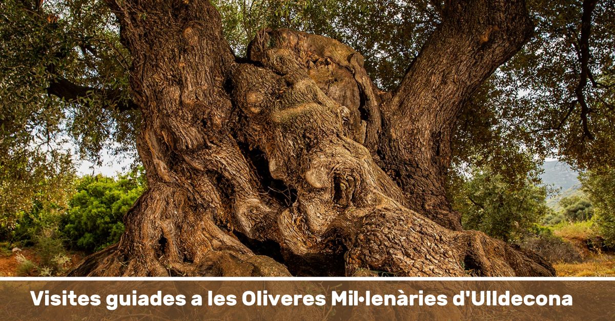 Visites guiades a les Oliveres Millenries dUlldecona - Setmana Santa