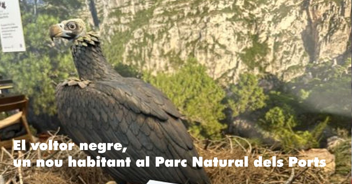 El voltor negre, un nou habitant al Parc Natural dels Ports