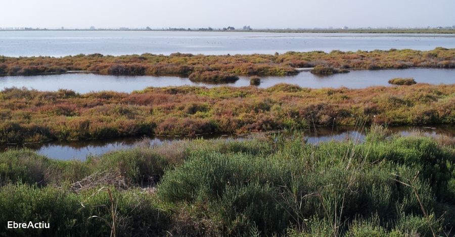 Jornada de voluntariat a la llacuna de l’Aufacada, al delta de l’Ebre | EbreActiu.cat, revista digital d’oci actiu | Terres de l’Ebre ...