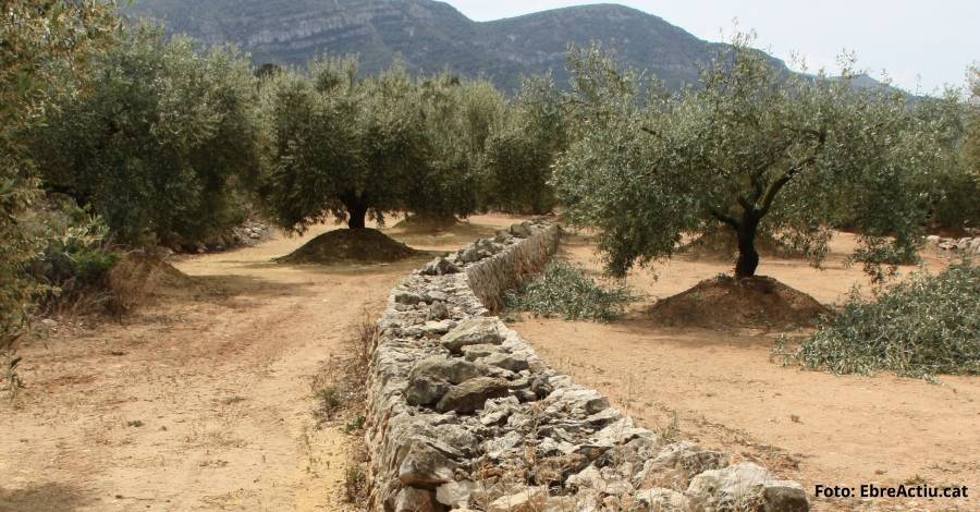 Charla: El cultivo hsitrico del olivo