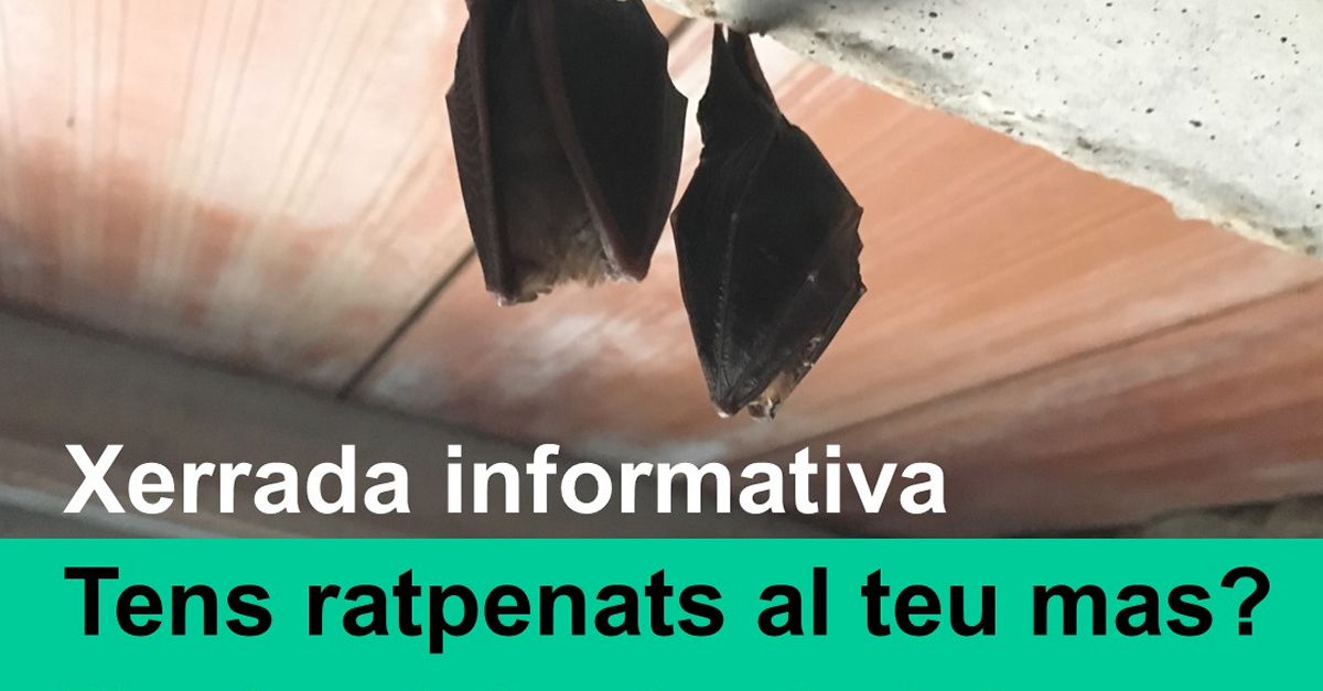 Charlainformativa: Tienes murcilagos en tu masa?