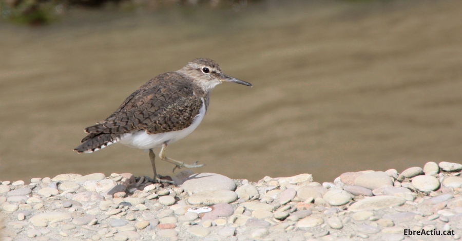 Disminueix la poblaci hivernal d’ocells aqutics al Parc Natural del Delta de l’Ebre | EbreActiu.cat, revista digital d’oci actiu | Terres de l’Ebre ...