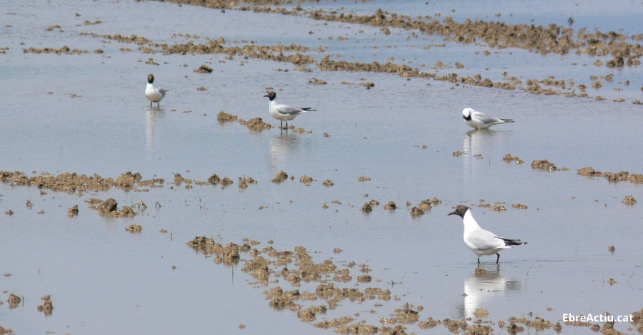 Disminueix la poblaci hivernal d’ocells aqutics al Parc Natural del Delta de l’Ebre | EbreActiu.cat, revista digital d’oci actiu | Terres de l’Ebre ...